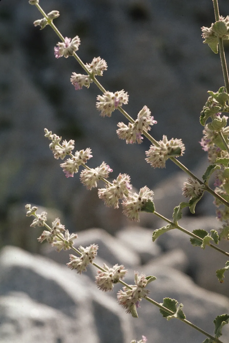 Hyptis emoryi