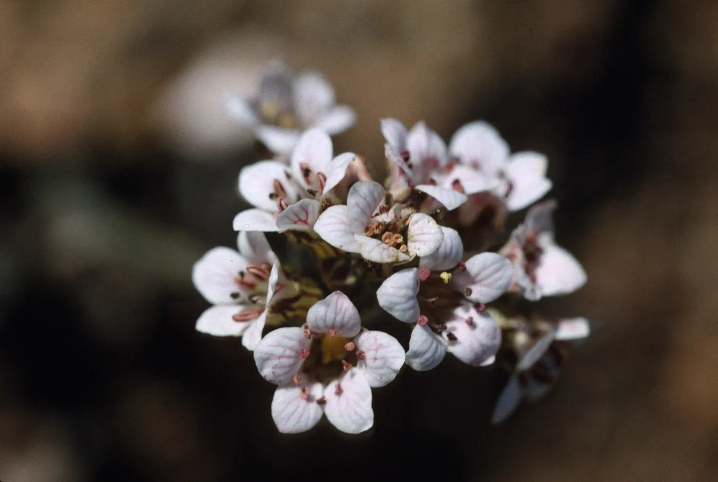 Jepsonia malvifolia, Thrum