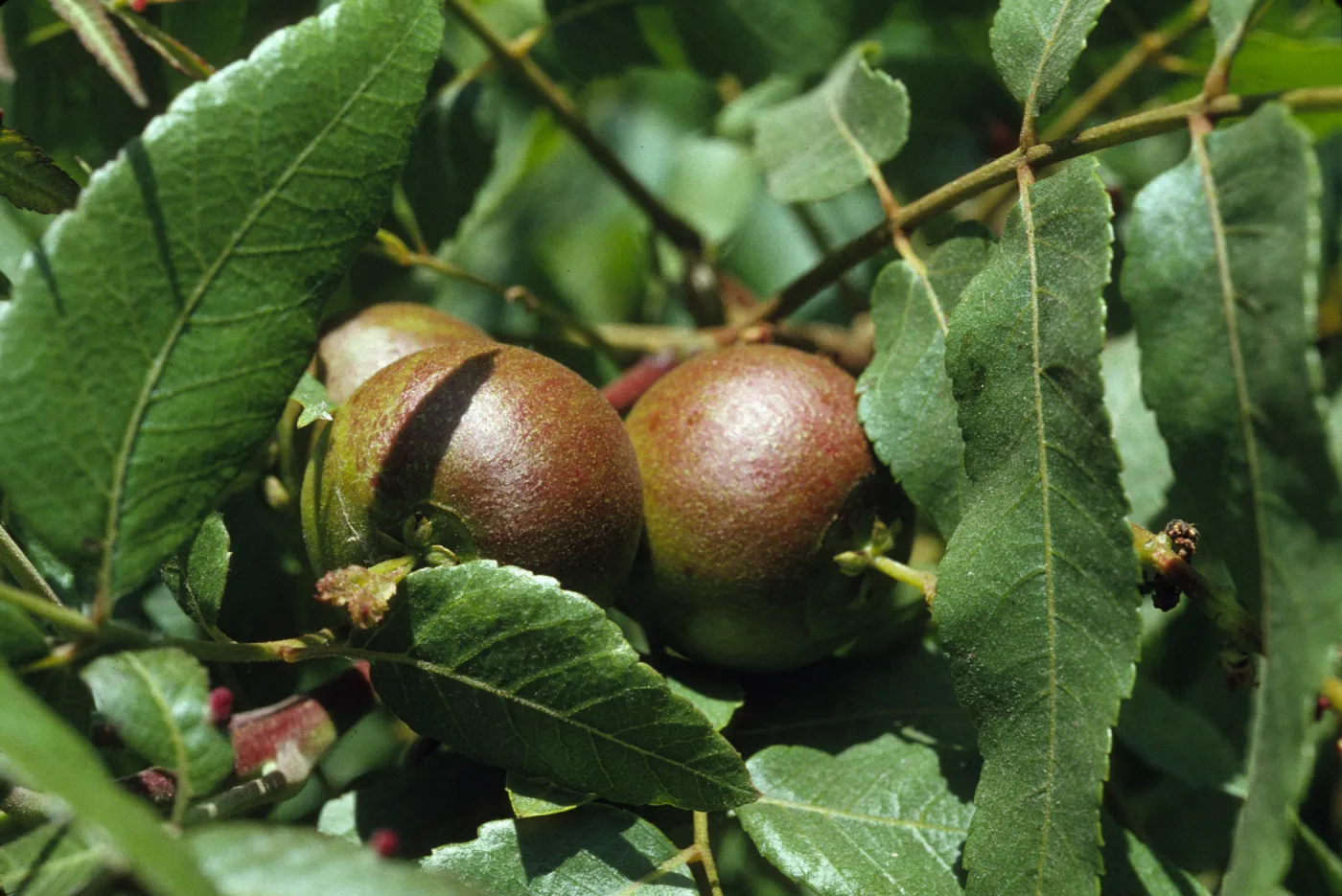 Juglans californica