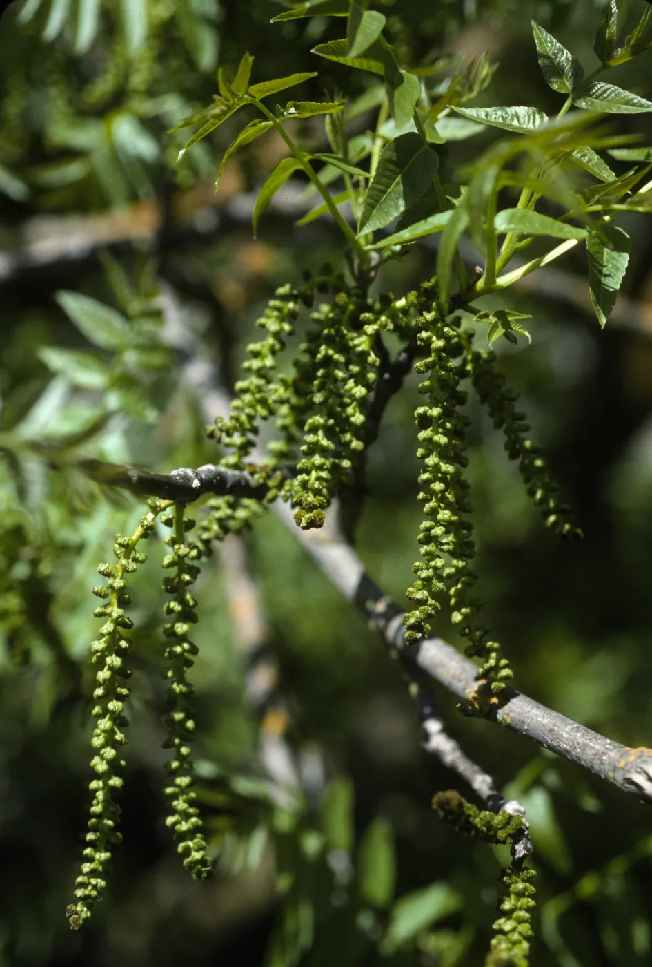 Juglans californica