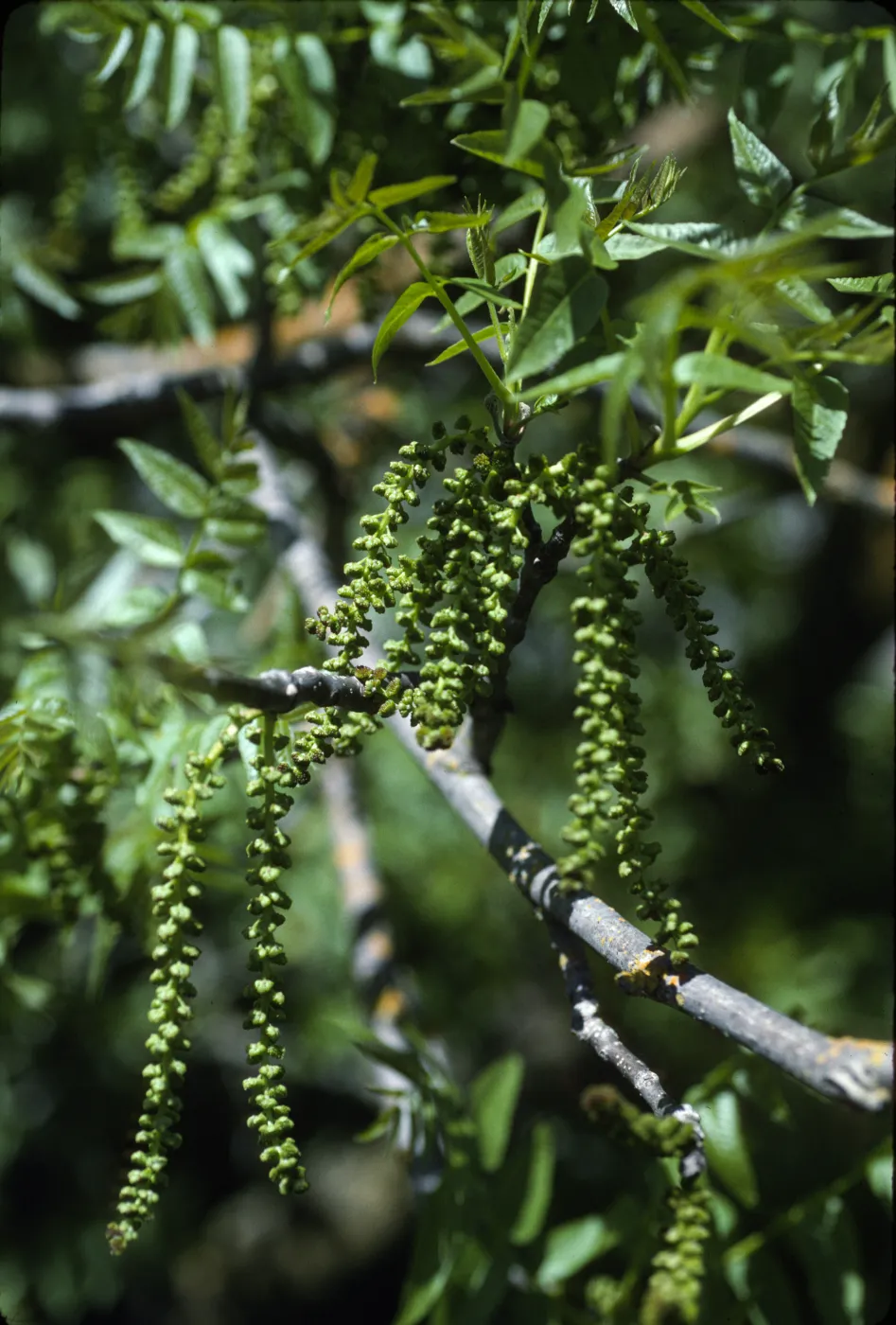 Juglans californica