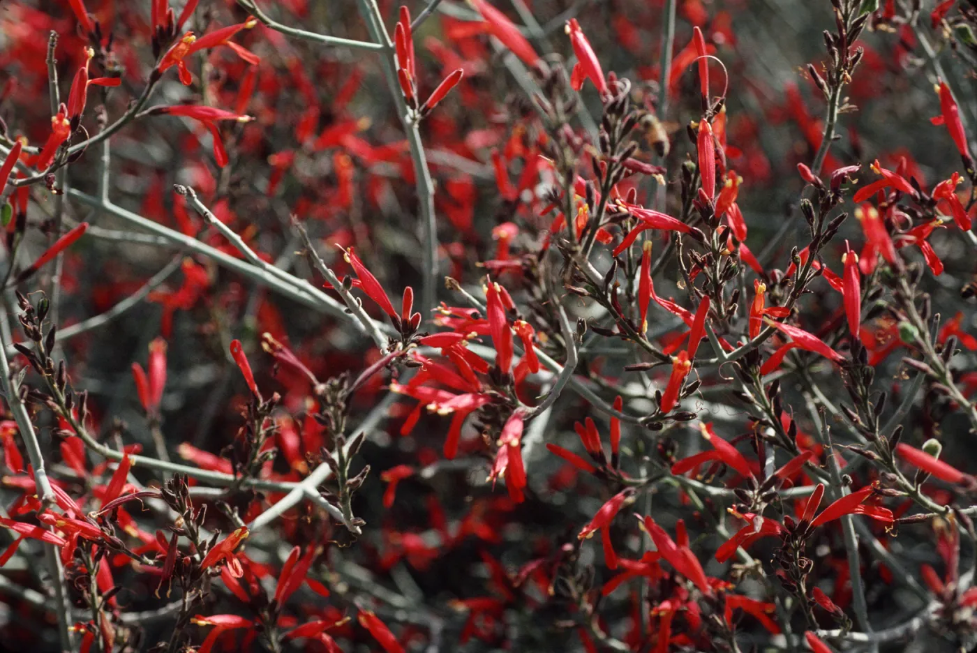 Justicia californica