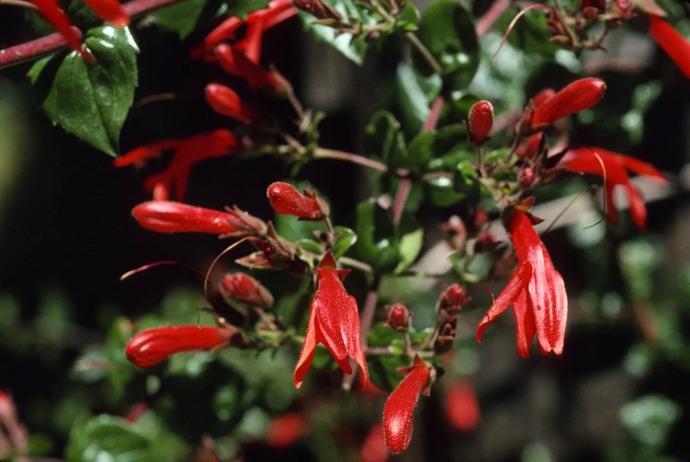 Keckiella cordifolia