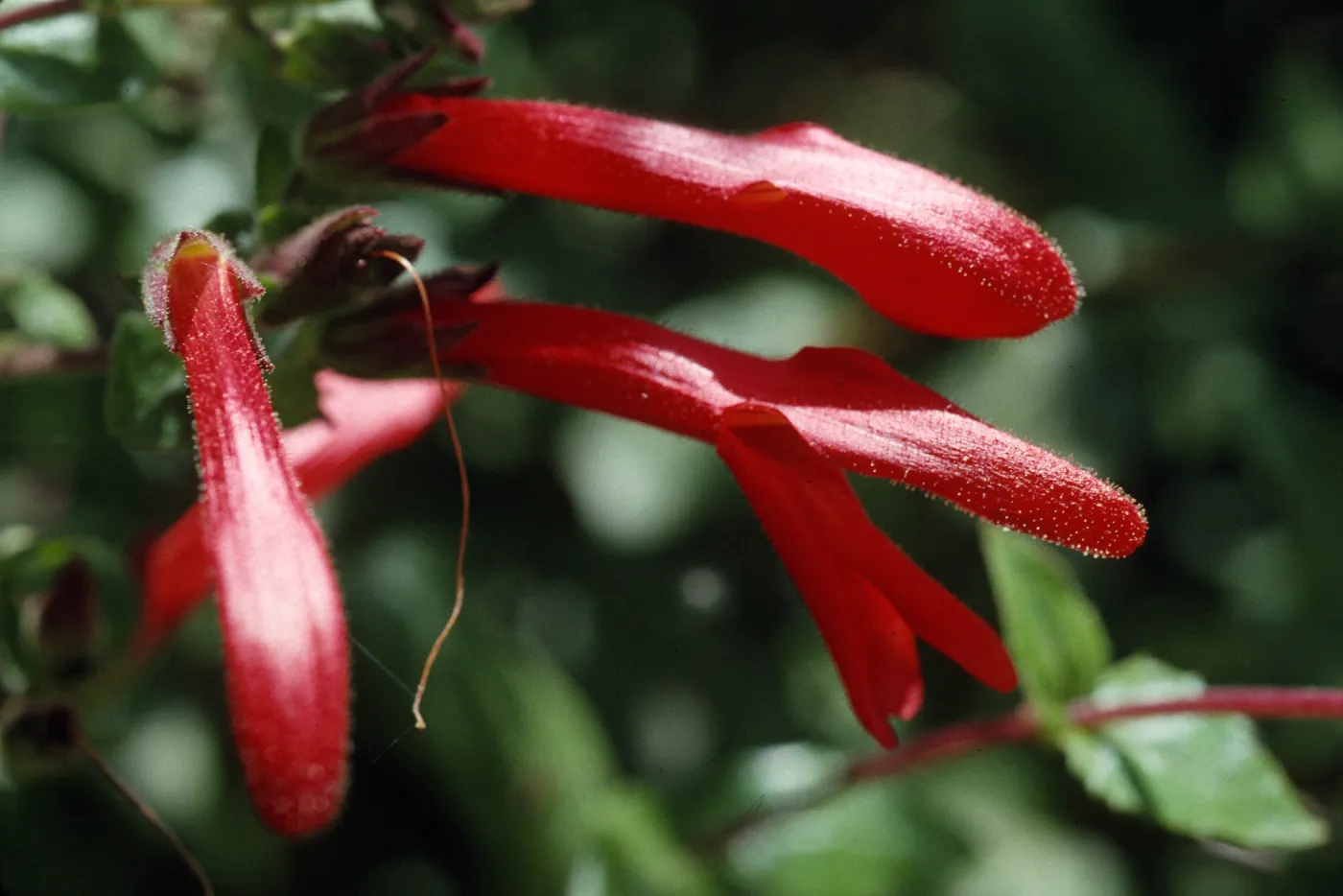 Keckiella cordifolia