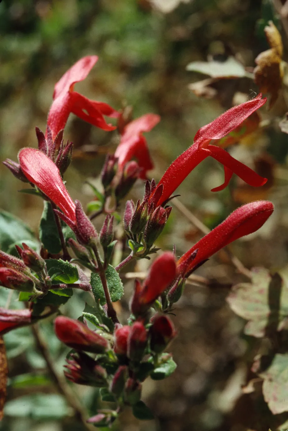 Keckiella cordifolia