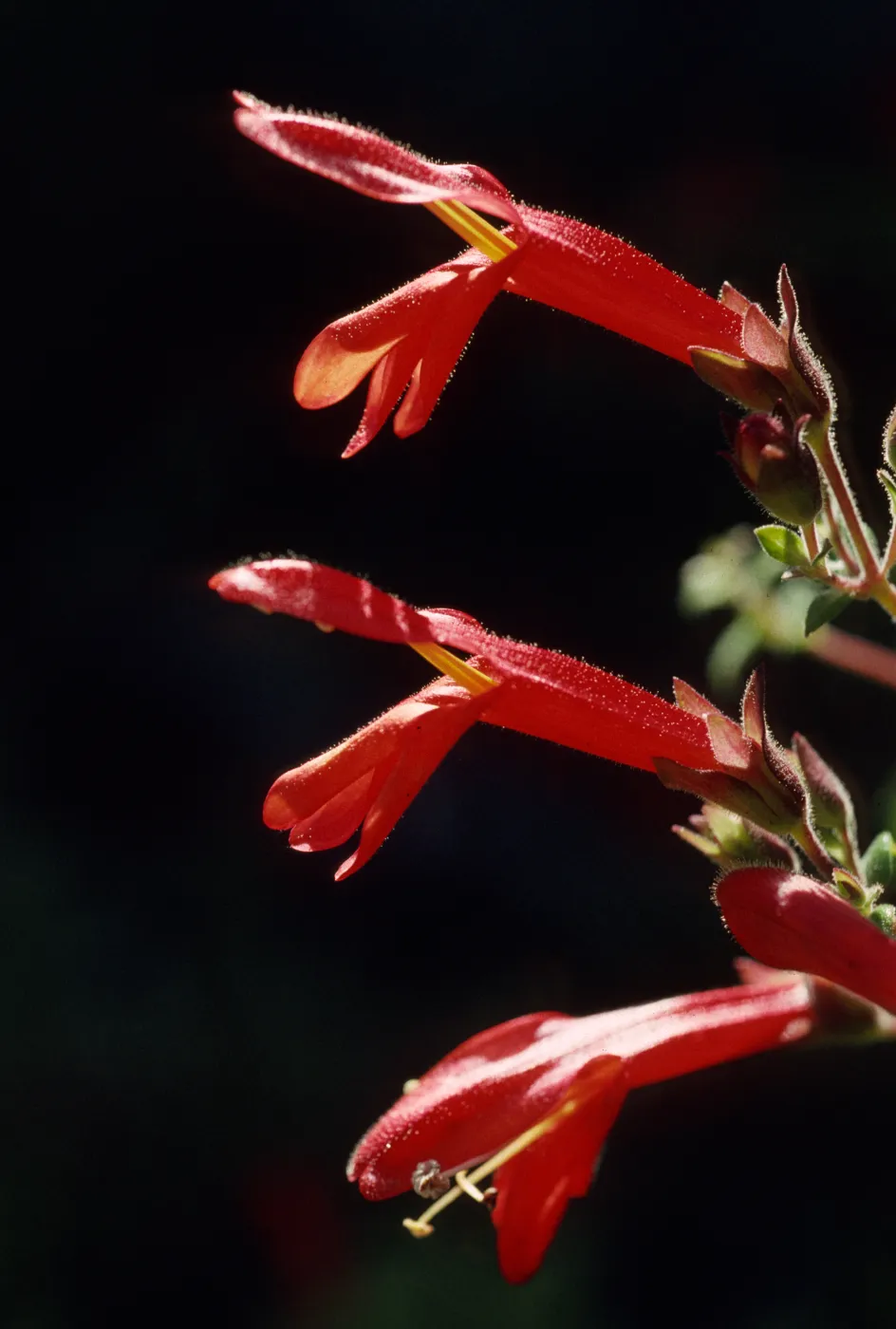 Keckiella cordifolia