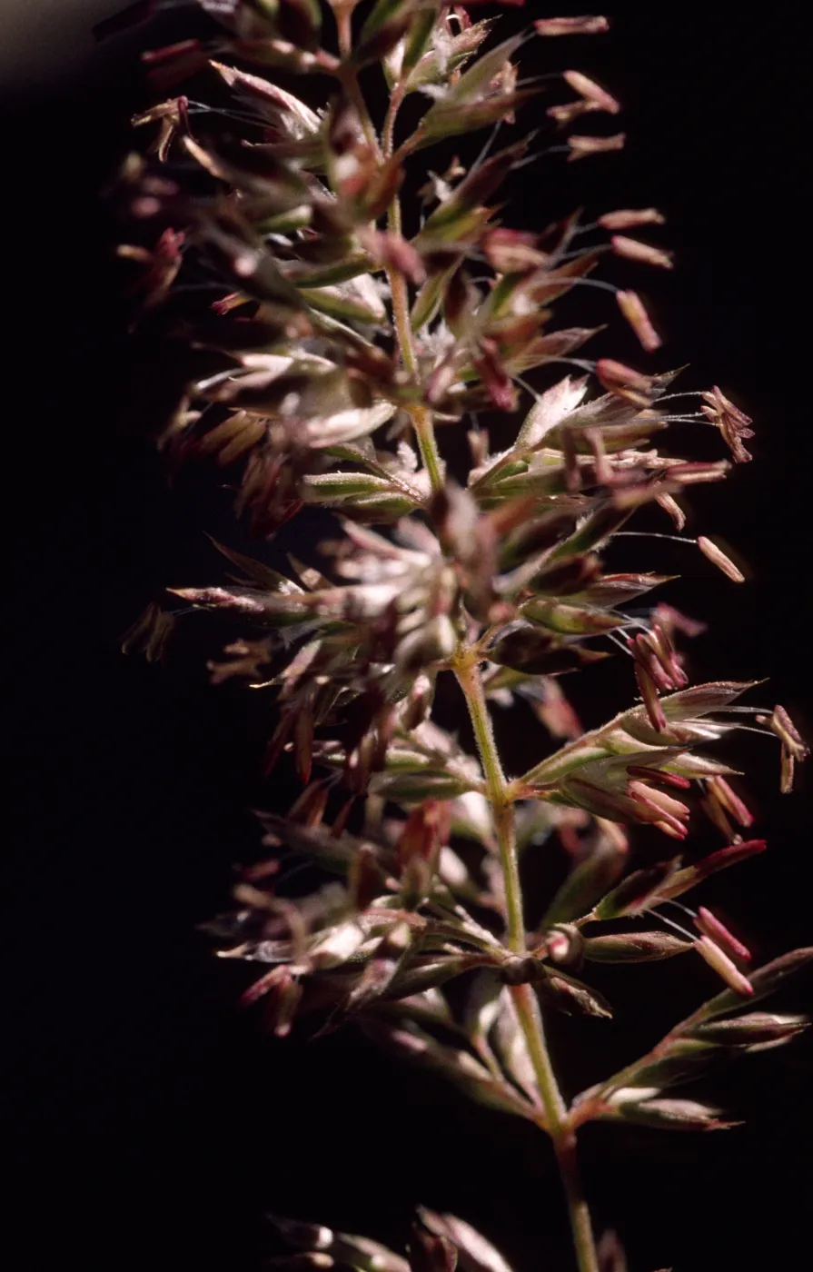 Koeleria macrantha