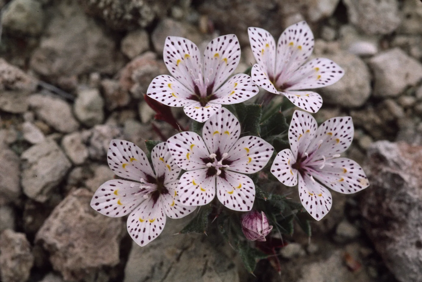 Langloisia setosissima ssp. punctata