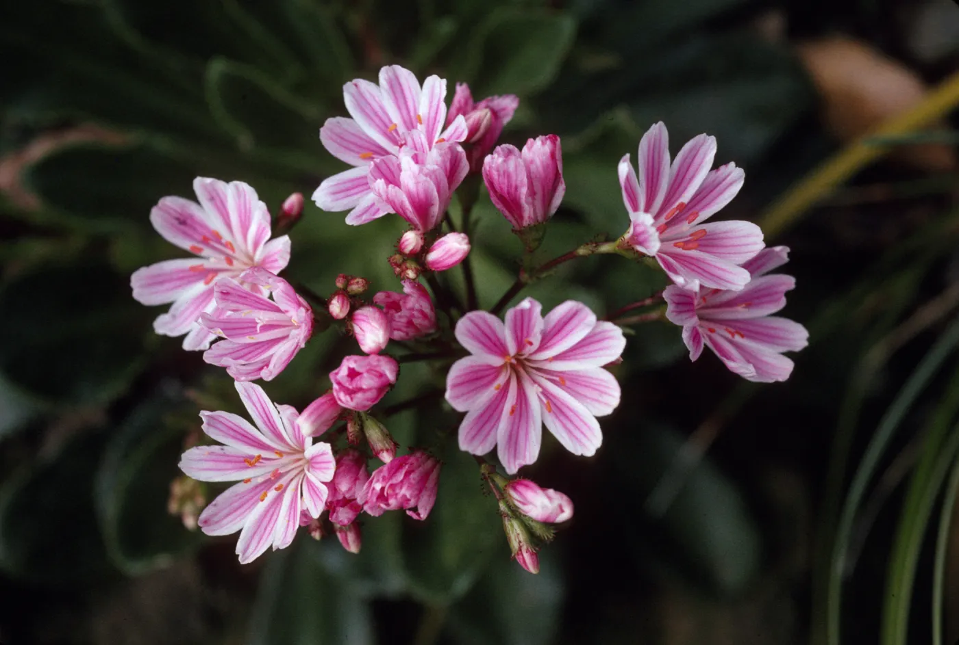 Lewisia cotyledon