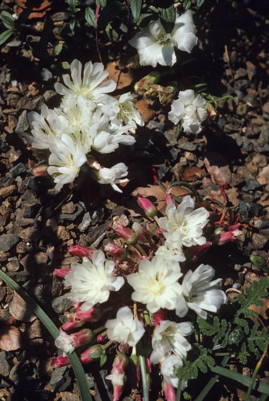 Lewisia rediviva