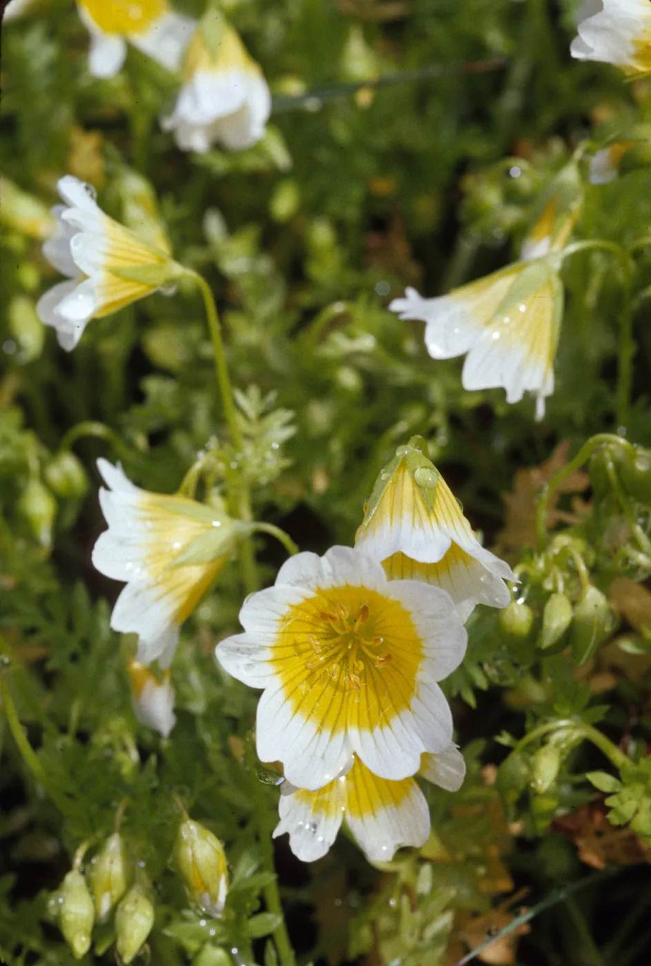 Limnanthes douglasii ssp. douglasii