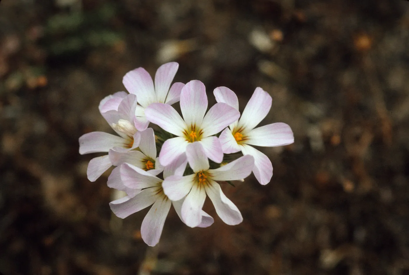 Linanthus grandiflorus