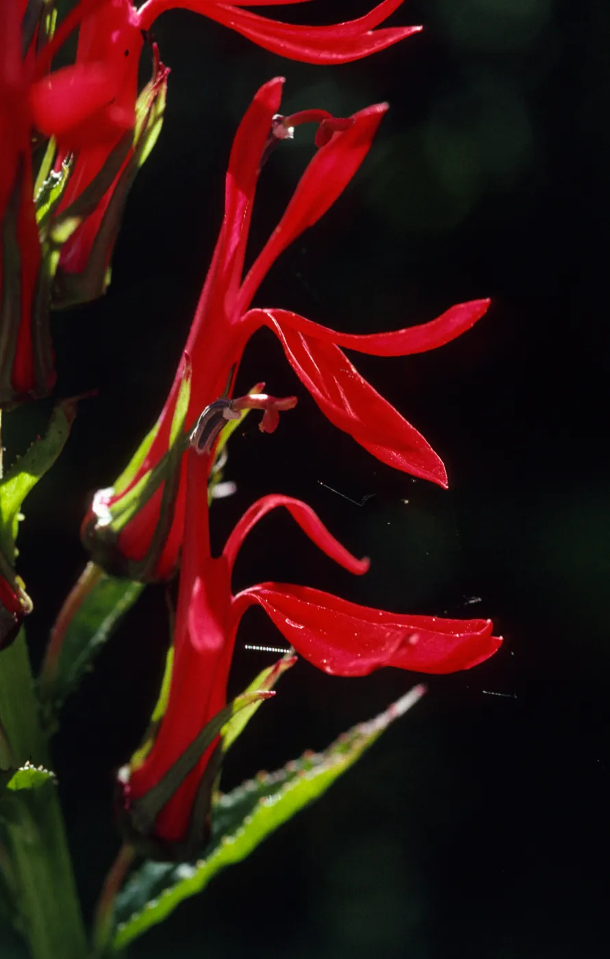 Lobelia cardinalis