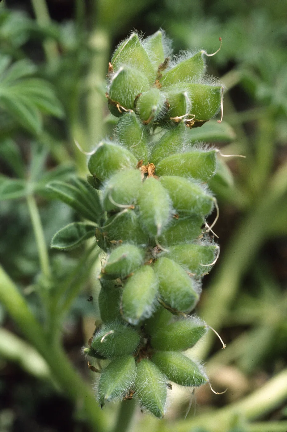 Lupinus microcarpus var. densiflorus