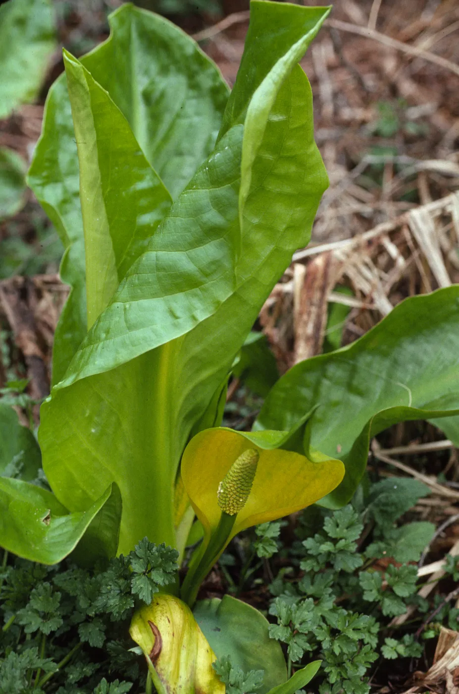 Lysichiton