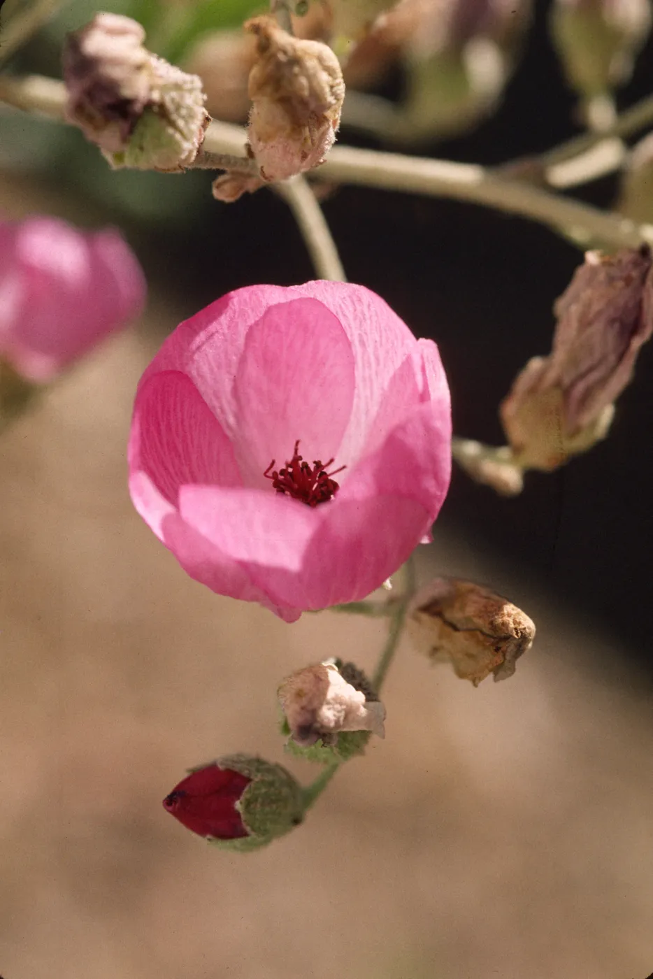Malacothamnus fasciculatus var. nesioticus