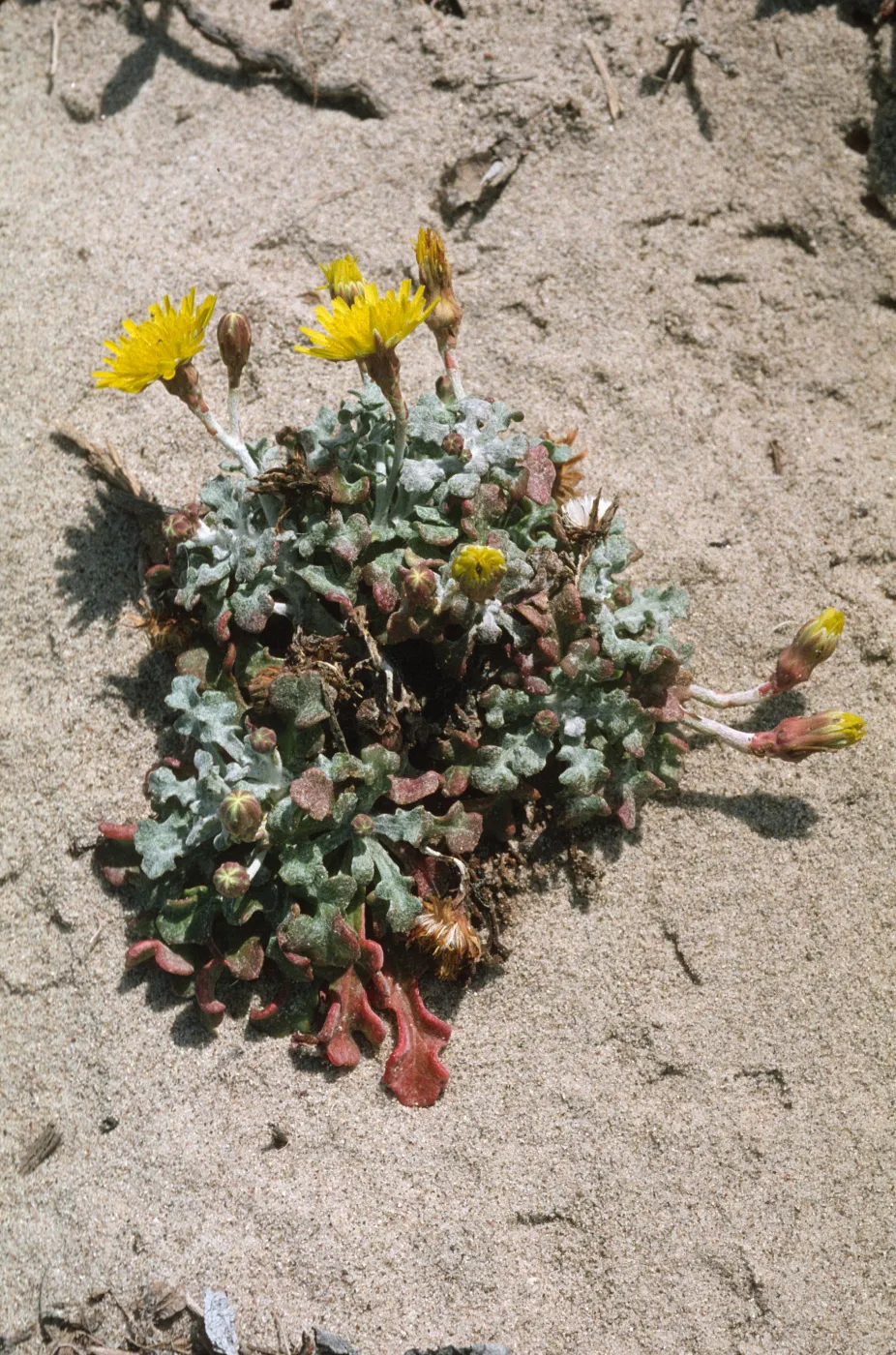 Malacothrix incana