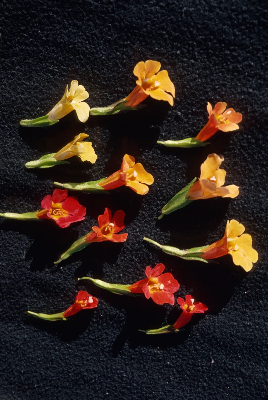 Mimulus hybrids