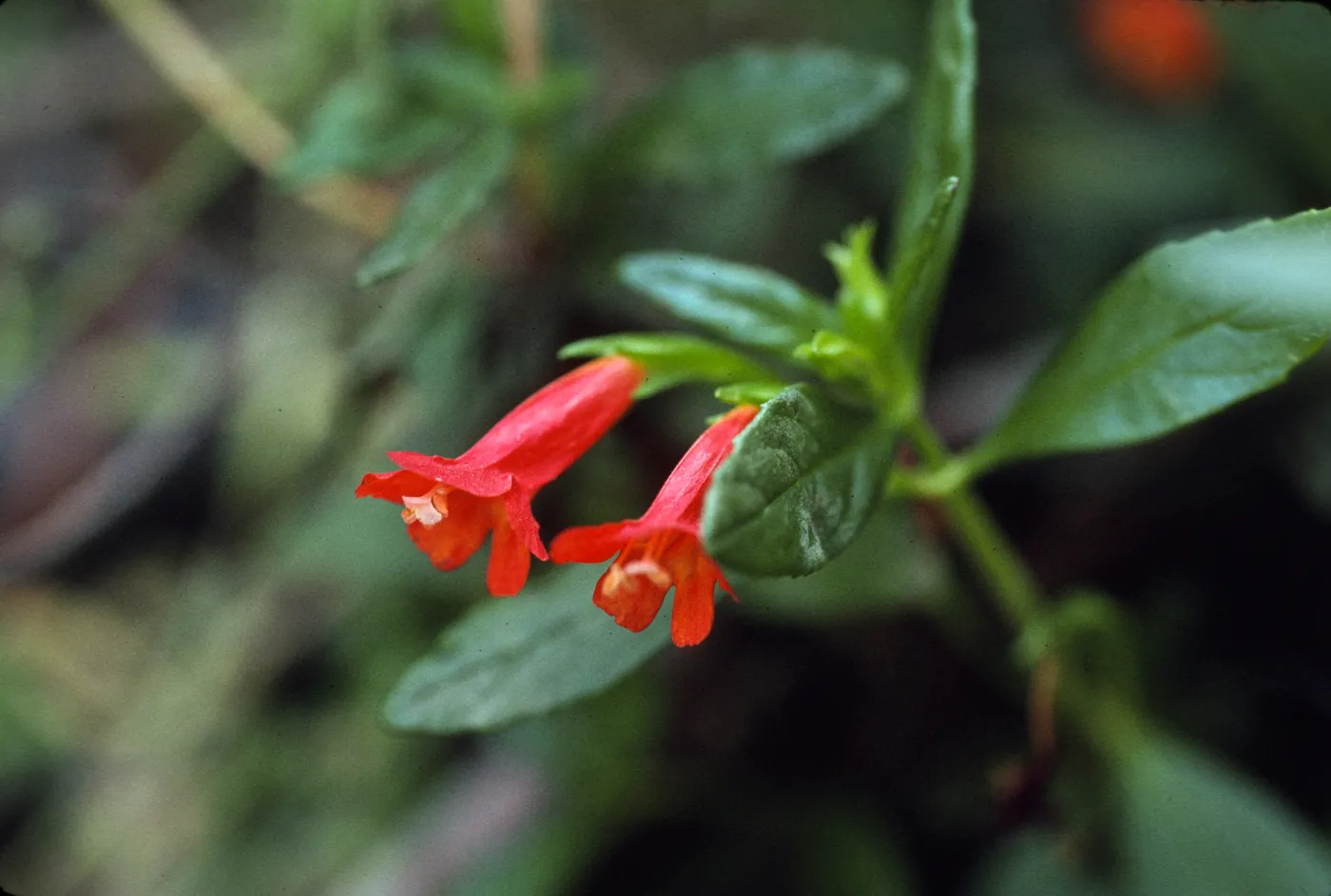Mimulus parviflorus