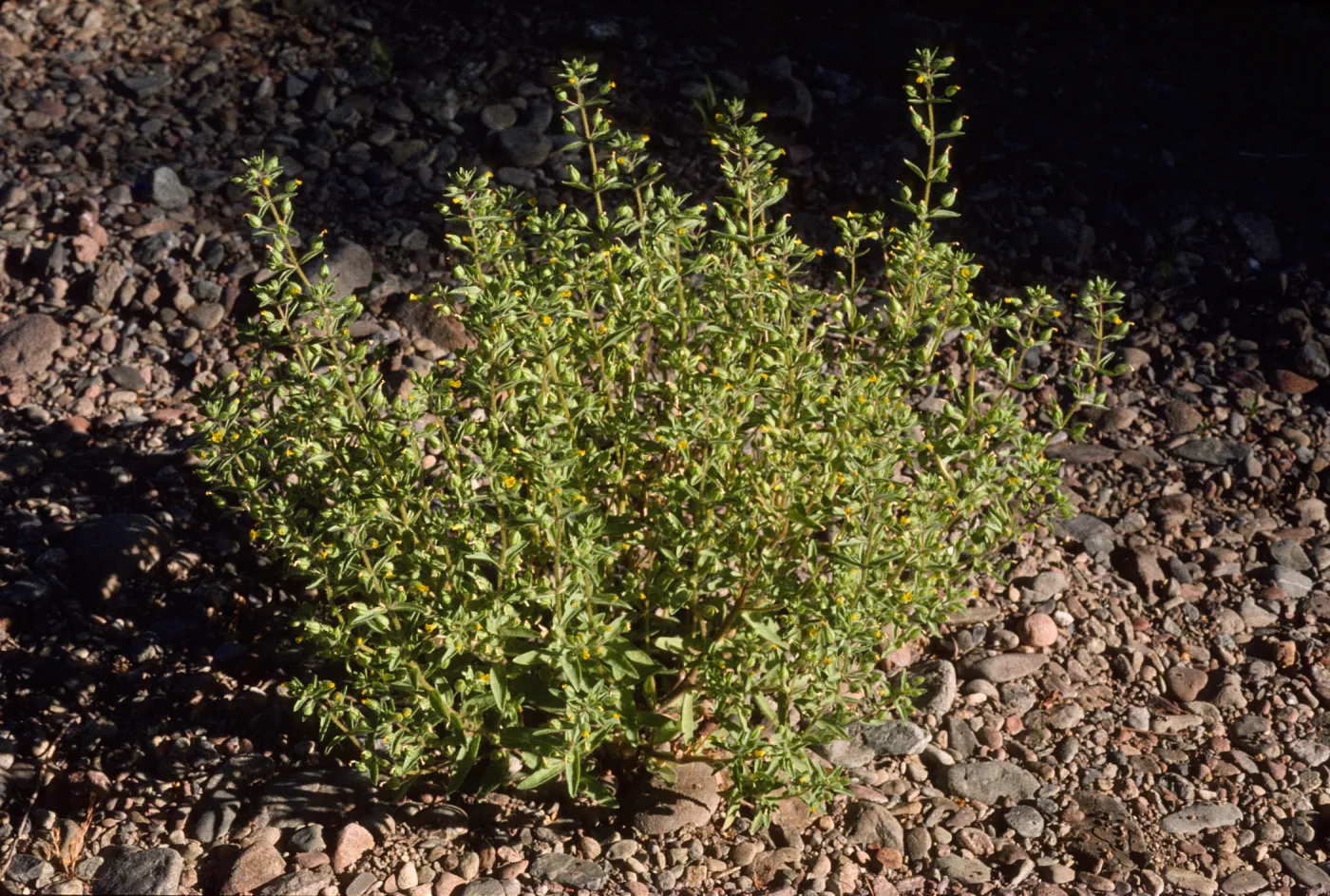 Mimulus pilosus