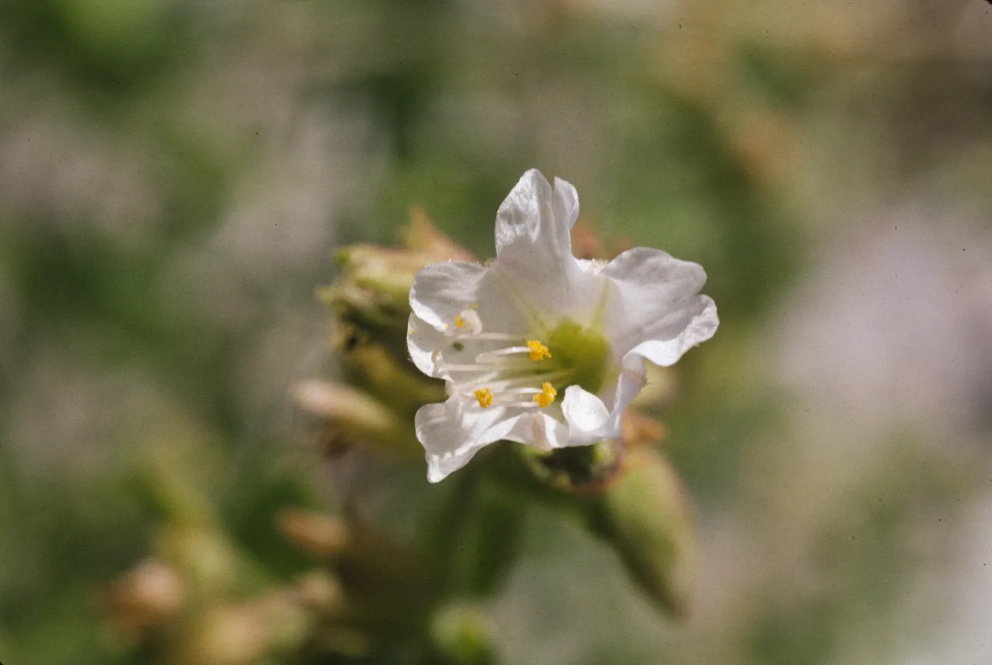 Mirabilis californica