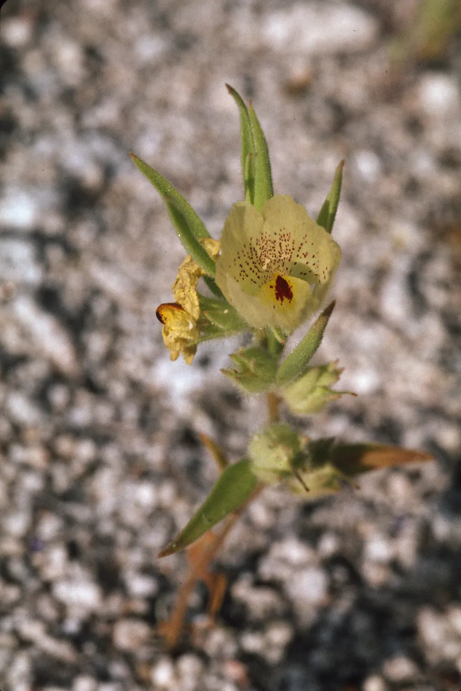 Mohavea confertiflora