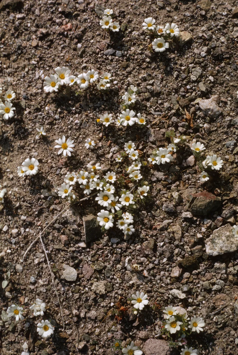 Monoptilon bellioides