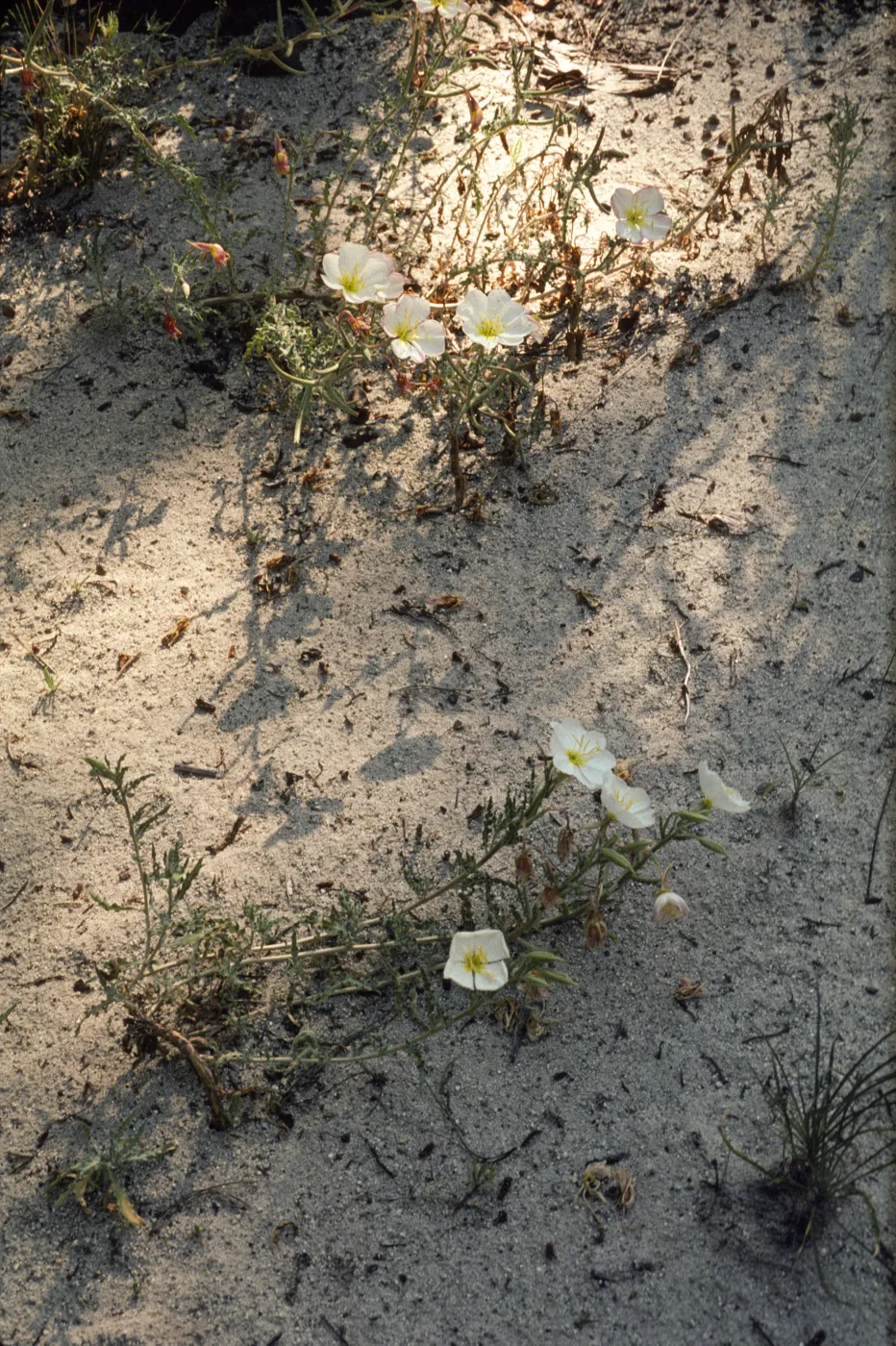 Oenothera deltoides ssp. howellii