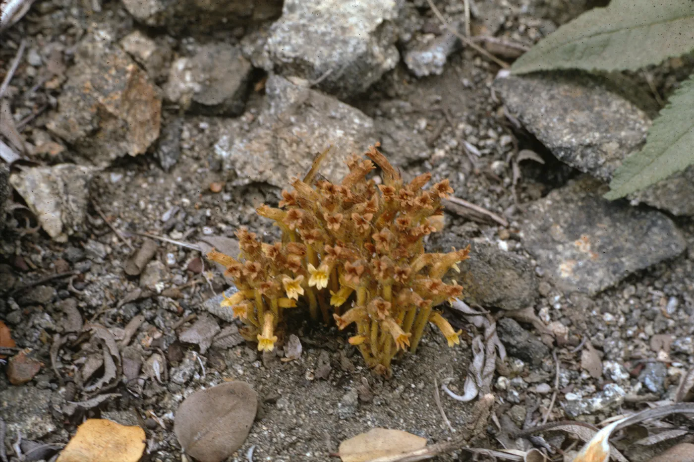 Orobanche fasciculata