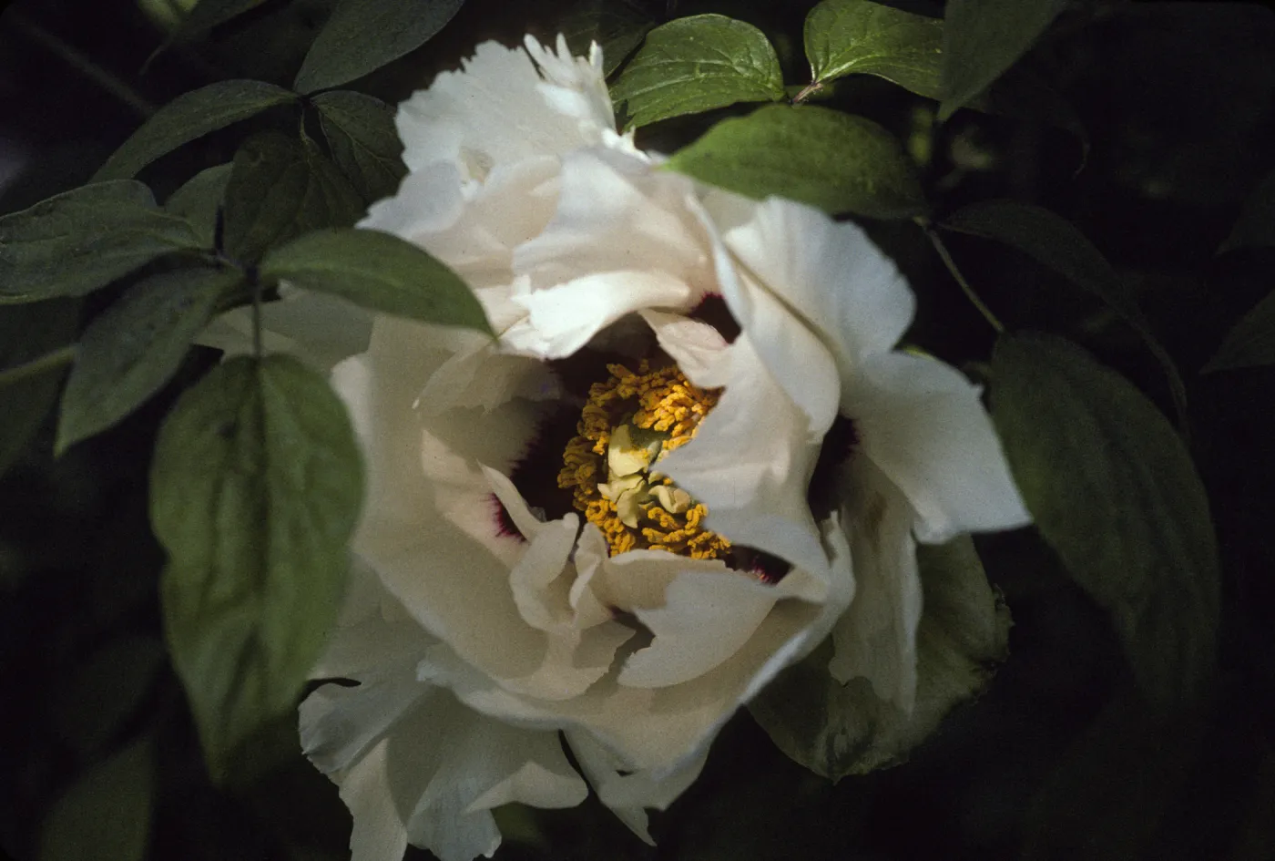 Paeonia suffruticosa