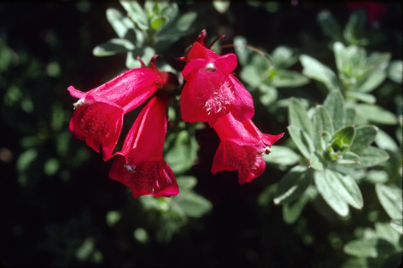 Penstemon newberryi