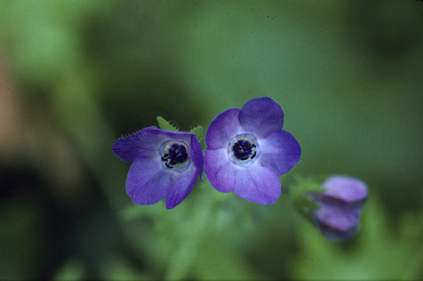 Pholistoma