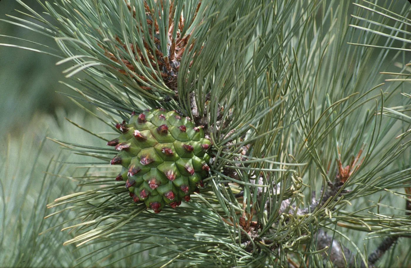 Pinus torreyana ssp. insularis