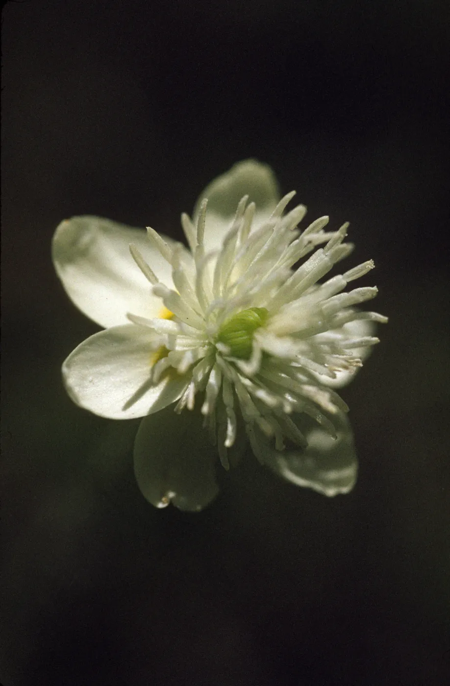 Platystemon californicus
