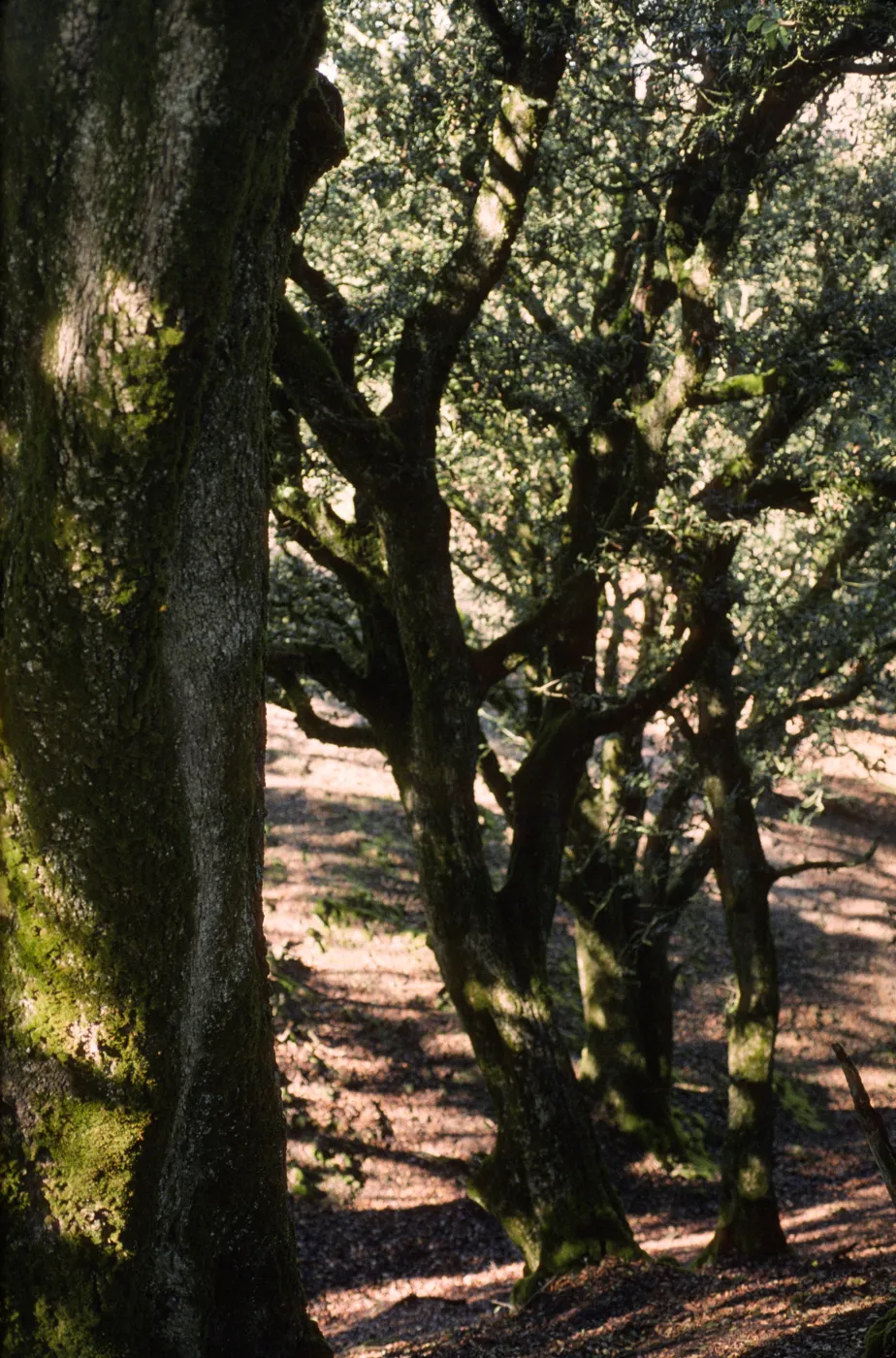 Quercus tomentella