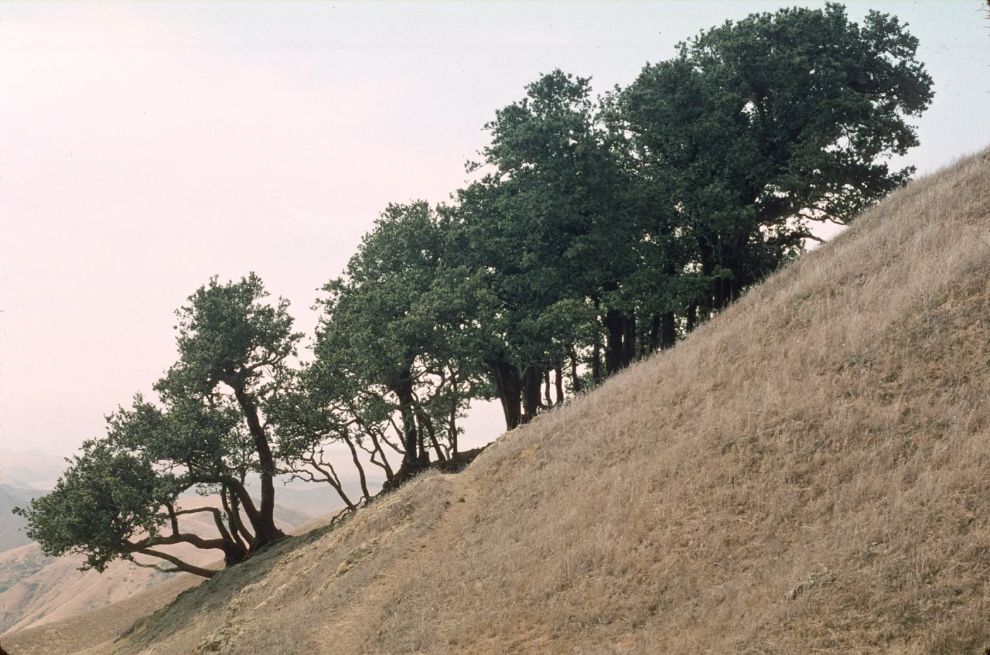 Quercus tomentella