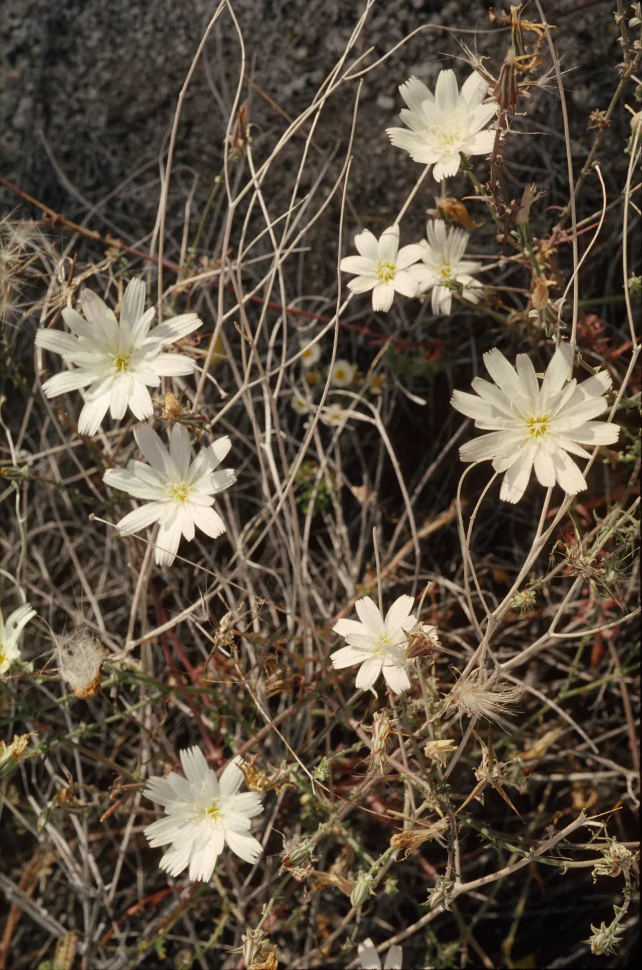 Rafinesquia neomexicana