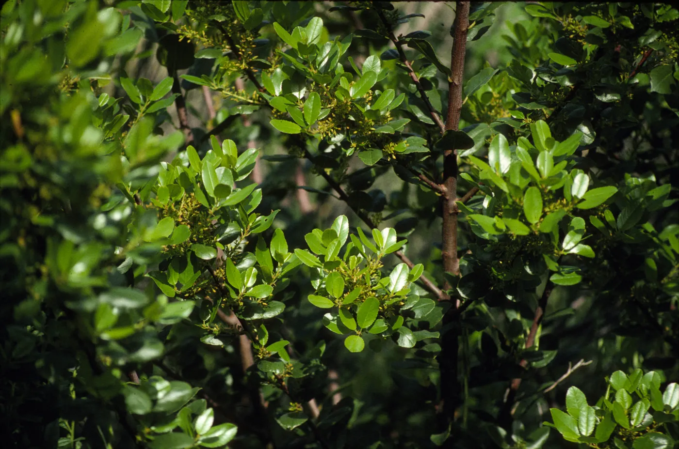 Rhamnus pirifolia