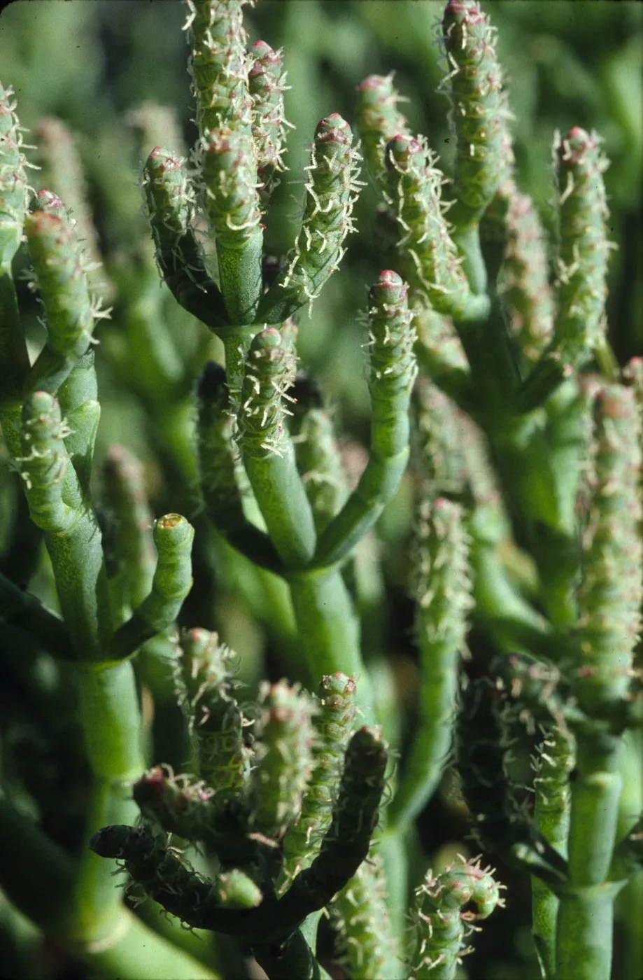 Salicornia