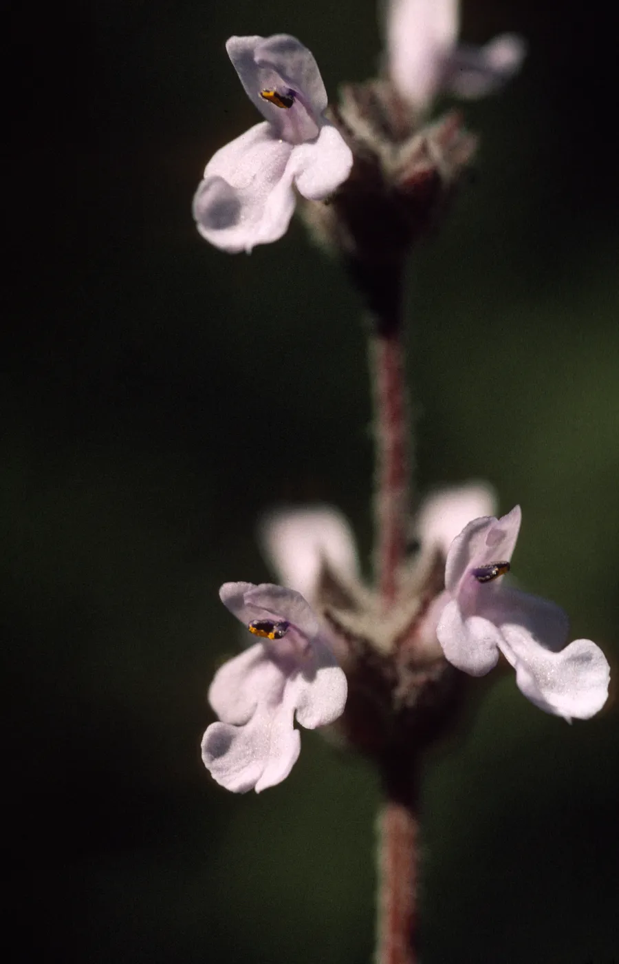 Salvia brandegeei (brandegee sage)