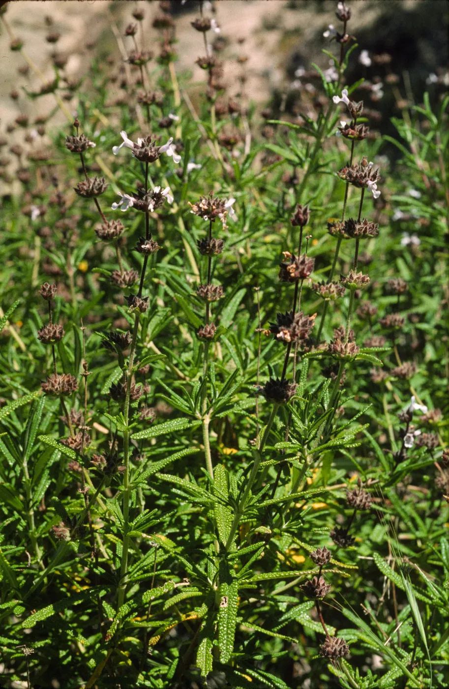 Salvia brandegeei (brandegee sage)