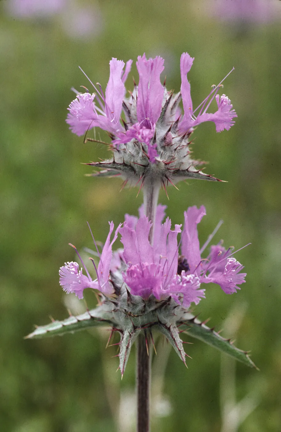 Salvia carduacea (Thistle sage)