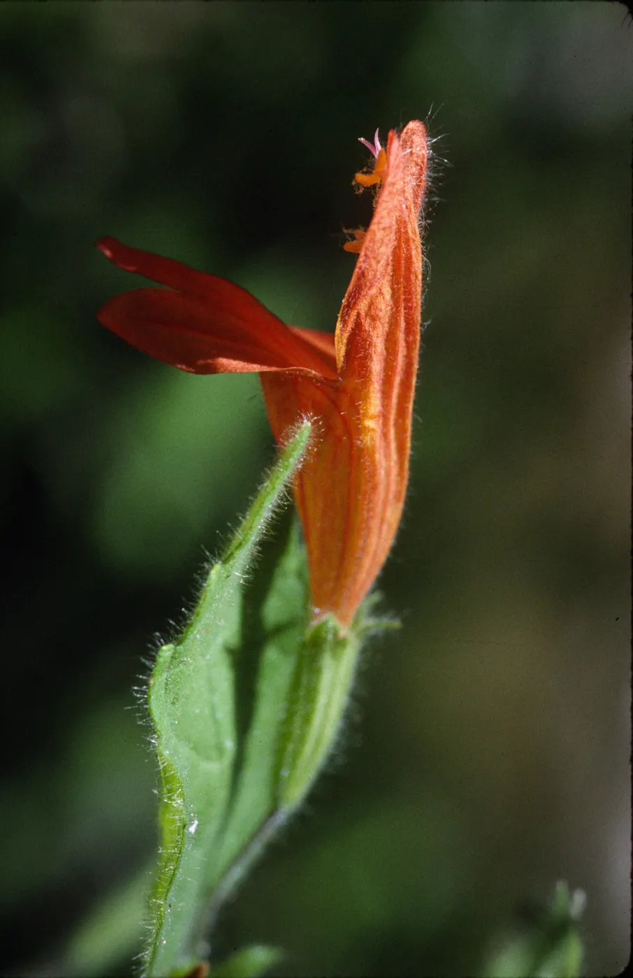 Satureja mimuloides