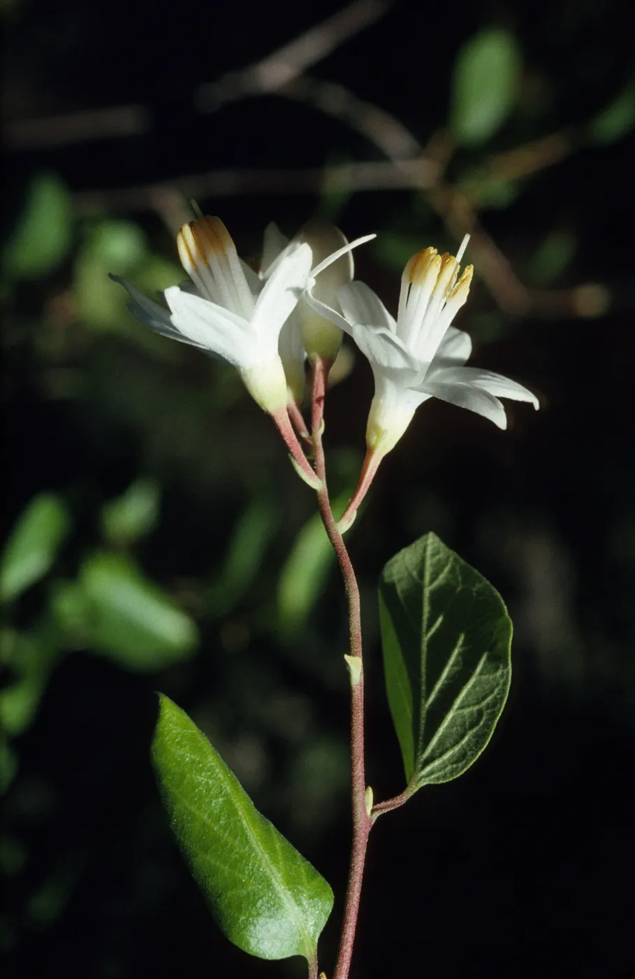 Styrax californicus