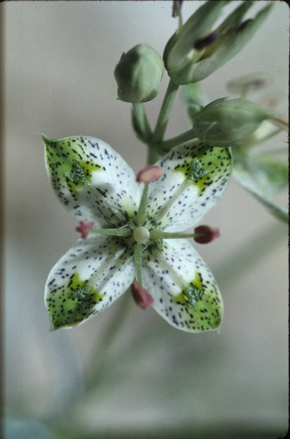 Swertia albomarginata