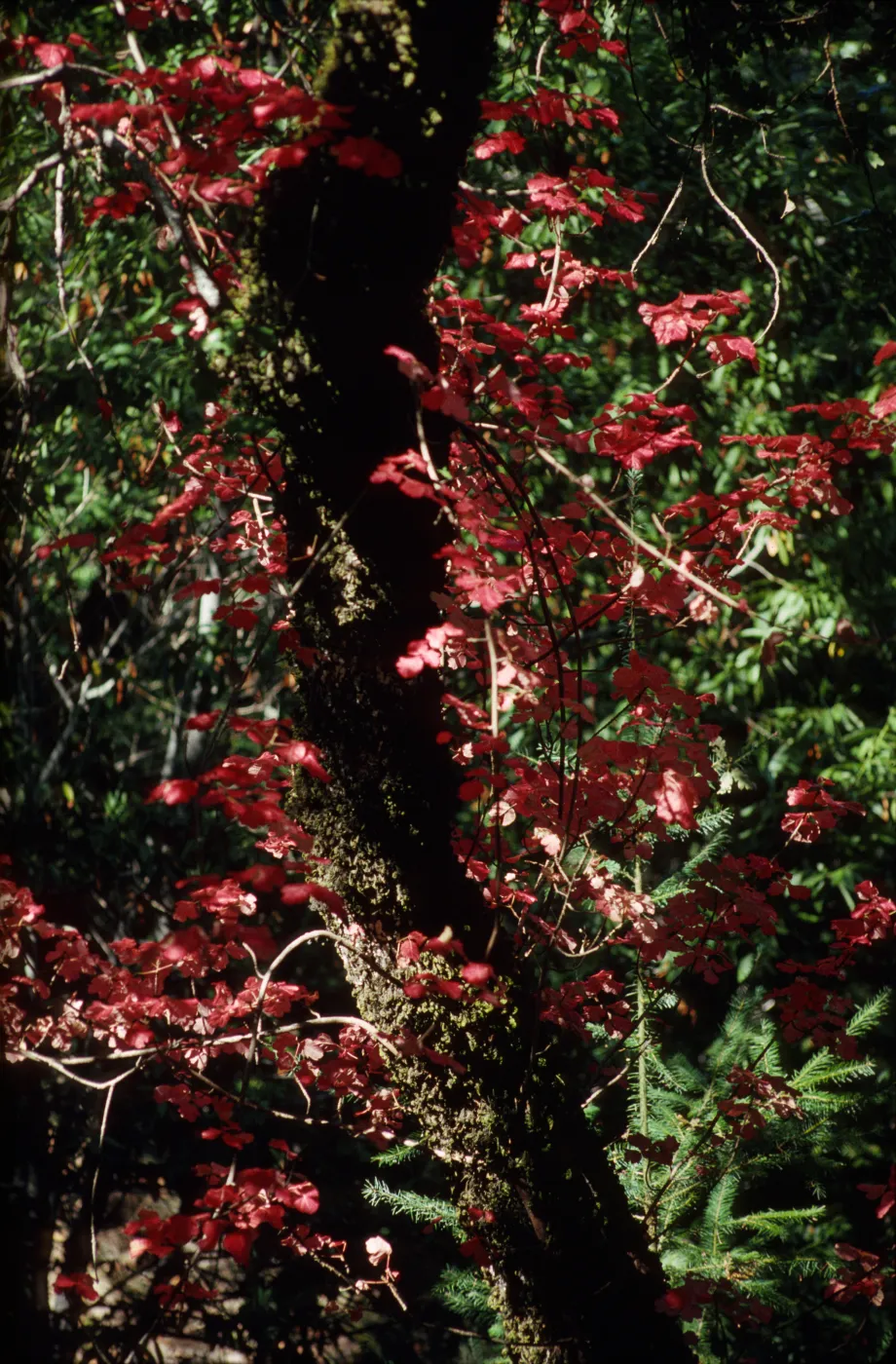 Toxicodendron diversilobum, on Quercus garryana
