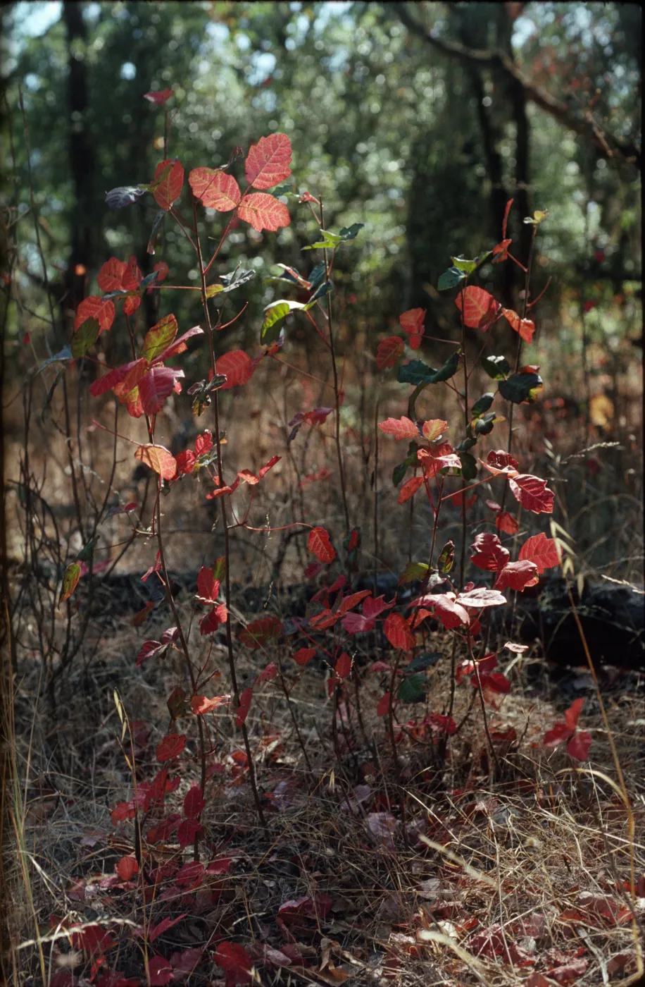Toxicodendron diversilobum