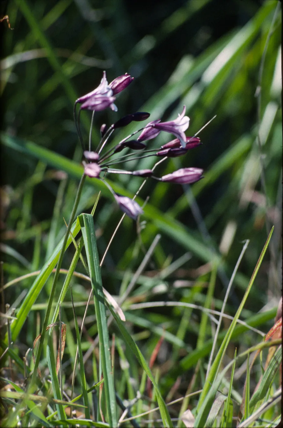 Triteleia clementina