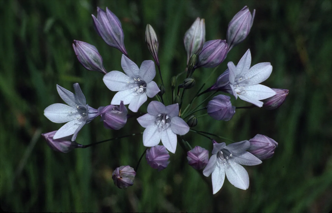Triteleia laxa, South of Suisun City