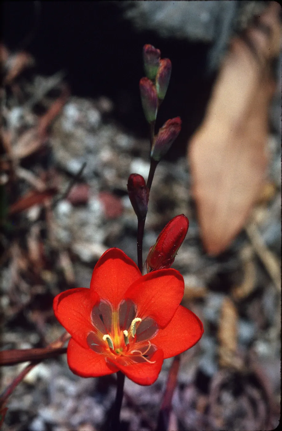 Tritonia hyalina